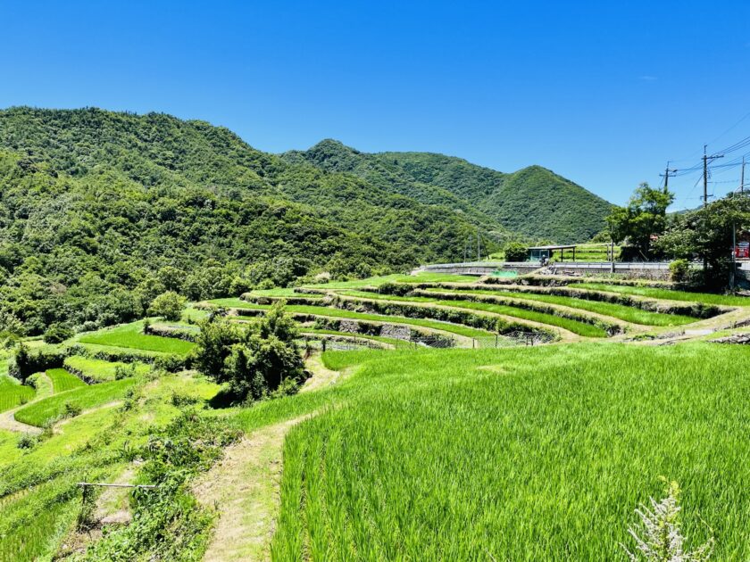 Nakayama Senmaida terraced rice paddies cascading down the mountainside