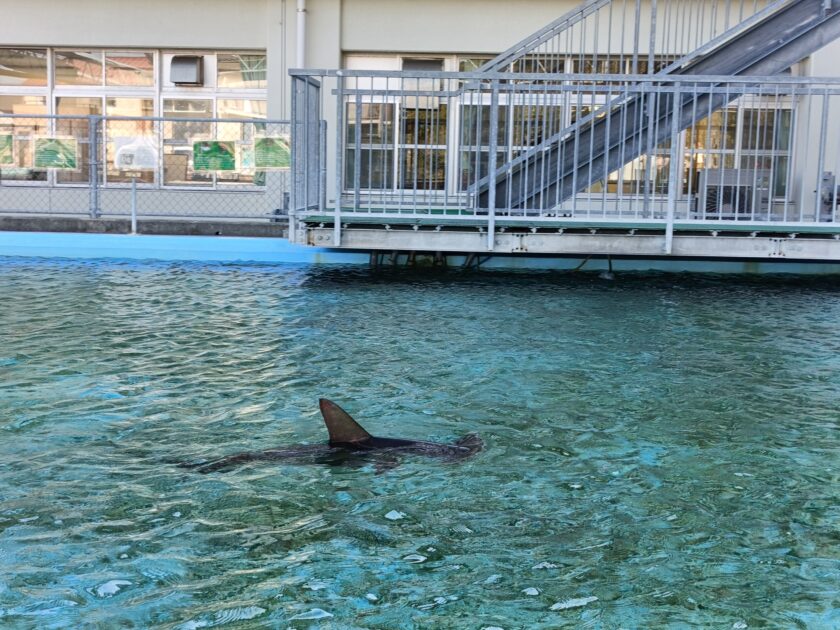 Sharks swimming in the former school pool at Muroto Schoolhouse Aquarium