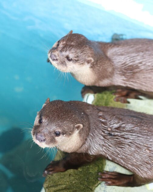 Asian small-clawed otters playing at an aquarium in Kochi