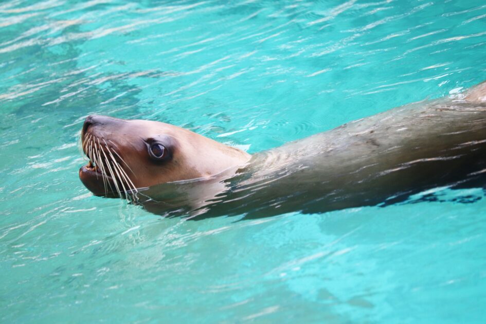 Steller sea lion resting at a seaside aquarium in Japan