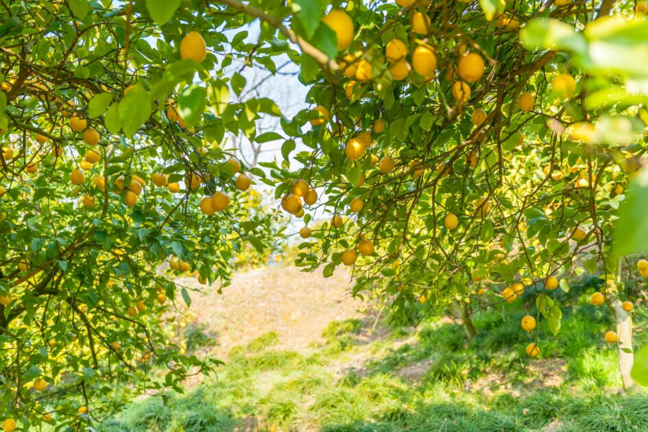 Lemon orchards stretching toward the Seto Inland Sea in Lemon Valley on Ikuchijima Island
