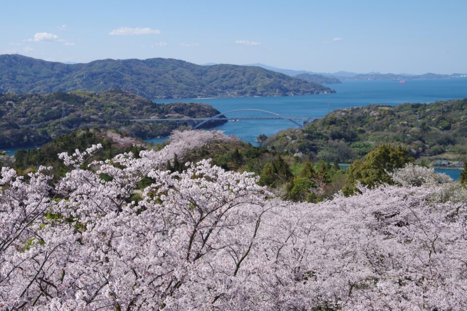 Cherry blossoms in full bloom at Kaizan Park on Hakatajima Island